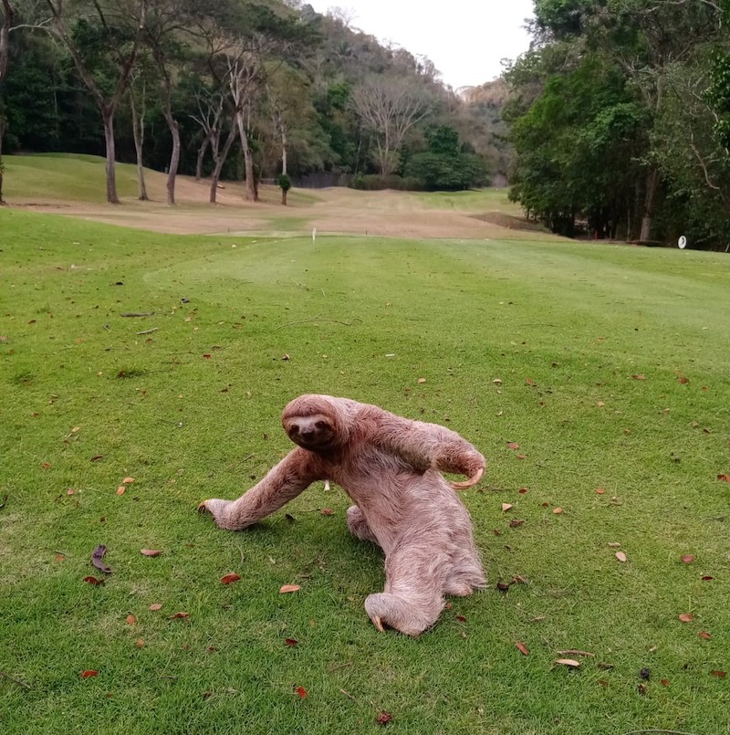 Three-toed sloth crossing fairway on a golf course