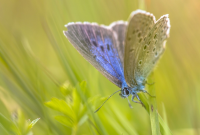 picture of the rare Alcon Blue Butterfly